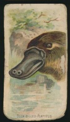 9 Duck-Billed Platypus